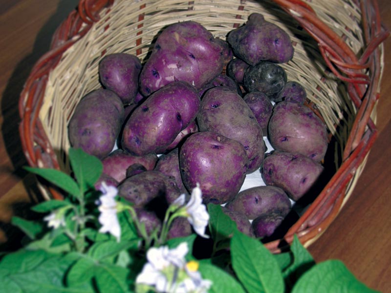 La patata Turchesa
